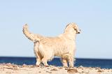 GOLDEN RETRIEVER 482
